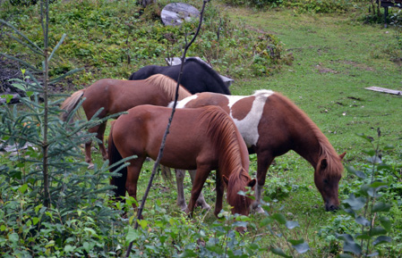 The four horses grazing in the yard